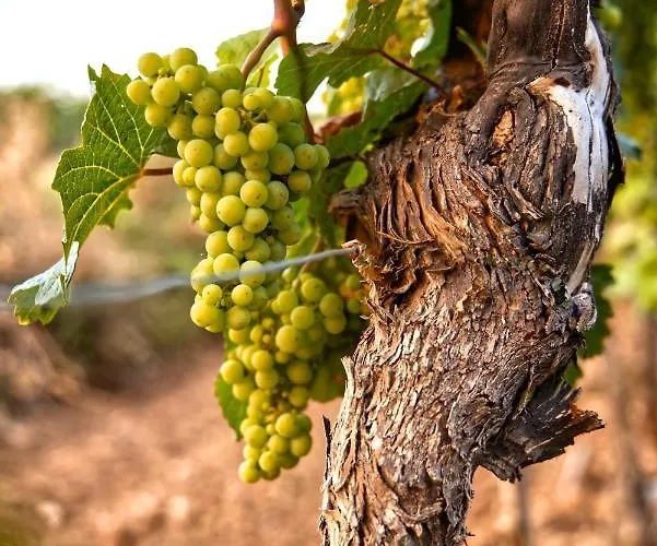 Woodparadise * Nagyrada